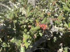 Disholcaspis prehensa