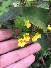 Tropaeolum