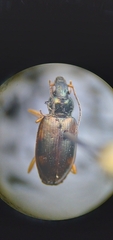 Bembidion corgenoma