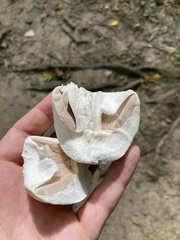 Agaricus crocodilinus