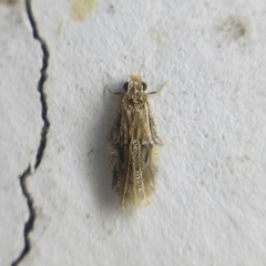 Hydroptilidae