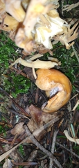 Cantharellus cibarius