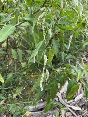 Persicaria lapathifolia