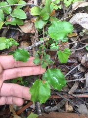 Berberis actinacantha