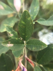 Lespedeza thunbergii