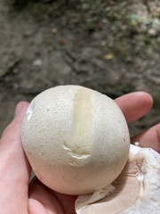 Agaricus crocodilinus
