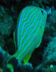 Haemulon flavolineatum