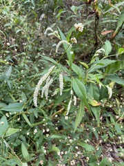 Persicaria lapathifolia