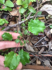 Berberis actinacantha