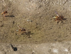 Euodynerus annulatus