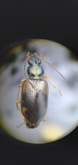 Bembidion corgenoma