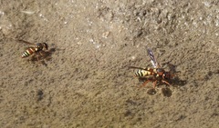 Euodynerus annulatus