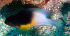 Stegastes partitus