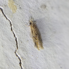 Hydroptilidae