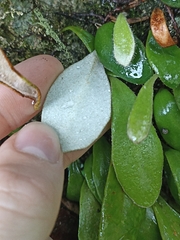 Pyrrosia eleagnifolia