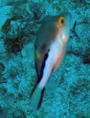 Canthigaster rostrata