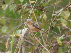 Cisticola exilis