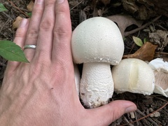Agaricus crocodilinus