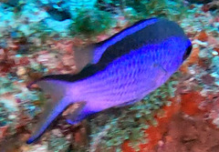 Azurina cyanea