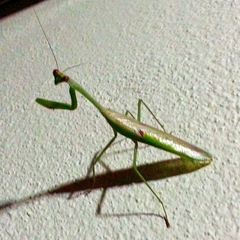 Stagmatoptera