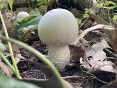 Agaricus crocodilinus