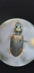 Bembidion corgenoma