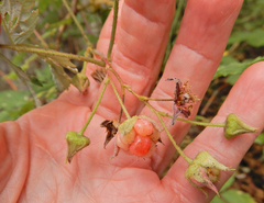 Rubus idaeus strigosus