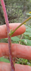 Rubus idaeus strigosus