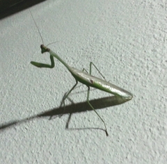 Stagmatoptera