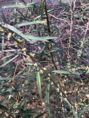 Pimelea axiflora axiflora