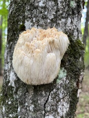 Hericium erinaceus