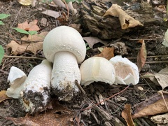 Agaricus crocodilinus