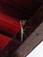Stagmatoptera
