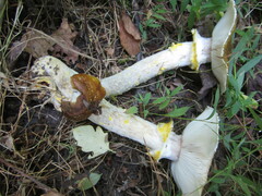 Armillaria