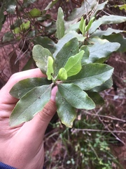 Escallonia pulverulenta