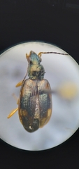 Bembidion corgenoma