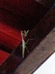 Stagmatoptera