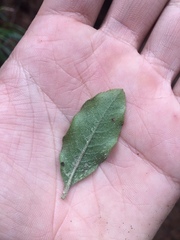 Escallonia pulverulenta