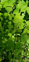 Ribes cynosbati
