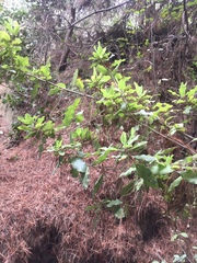 Escallonia pulverulenta