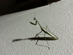 Stagmatoptera