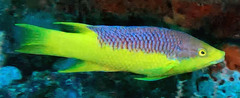 Bodianus rufus