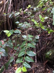 Rhaphithamnus spinosus