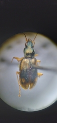 Bembidion corgenoma