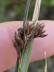 Rhynchospora glomerata