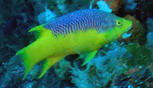 Spanish Hogfish