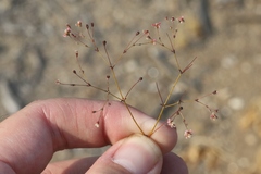 Eriogonum thurberi