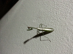 Stagmatoptera