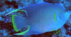 Holacanthus bermudensis