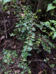 Rhaphithamnus spinosus